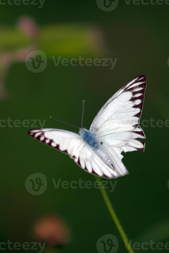 Beautiful Appias libythea spread wings on a twig, also known as the striped albatross, a small butterfly found in south and southeast Asia photo