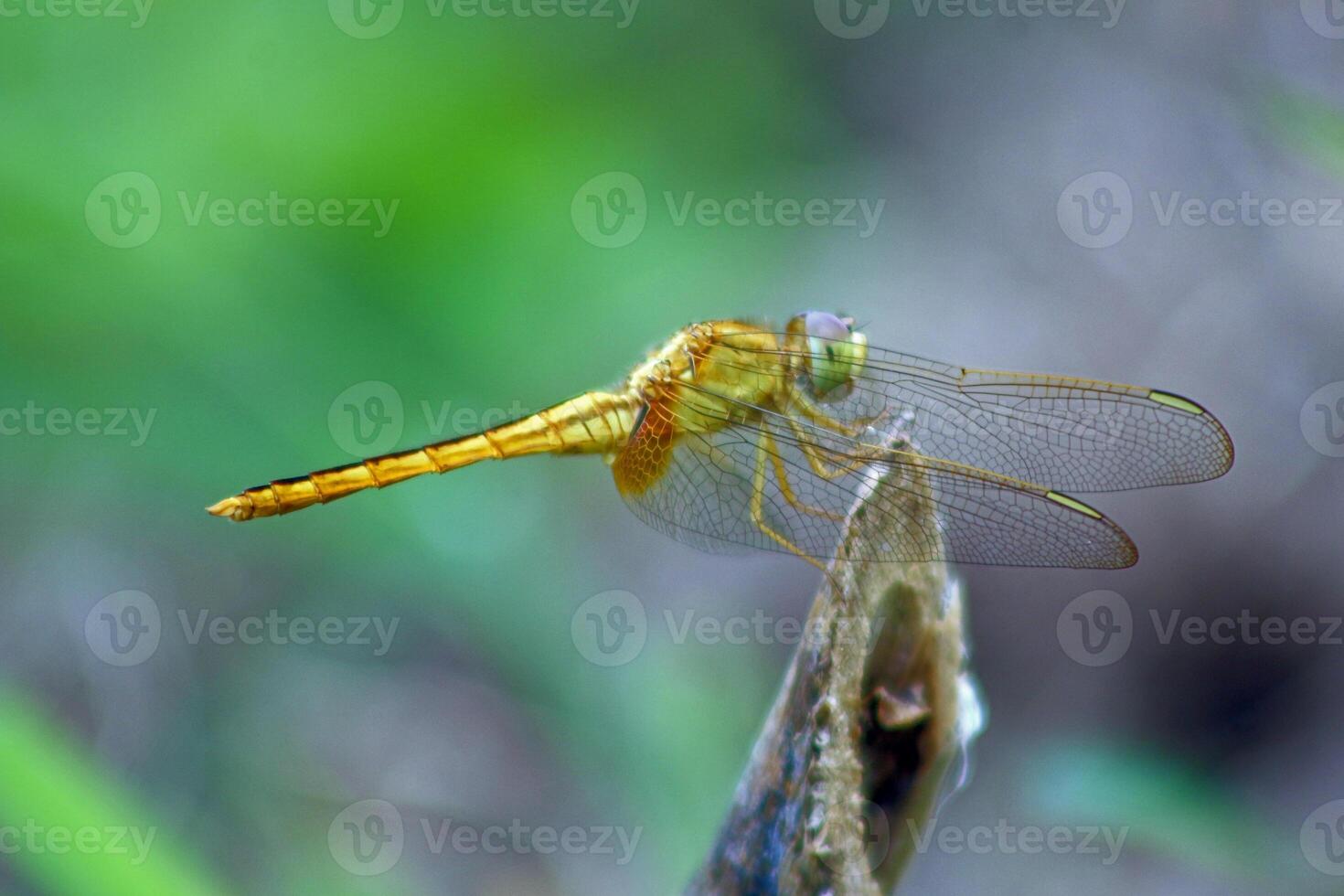 The common darter, Sympetrum striolatum, perches on a branch, a dragonfly of the family Libellulidae native to Eurasia. photo