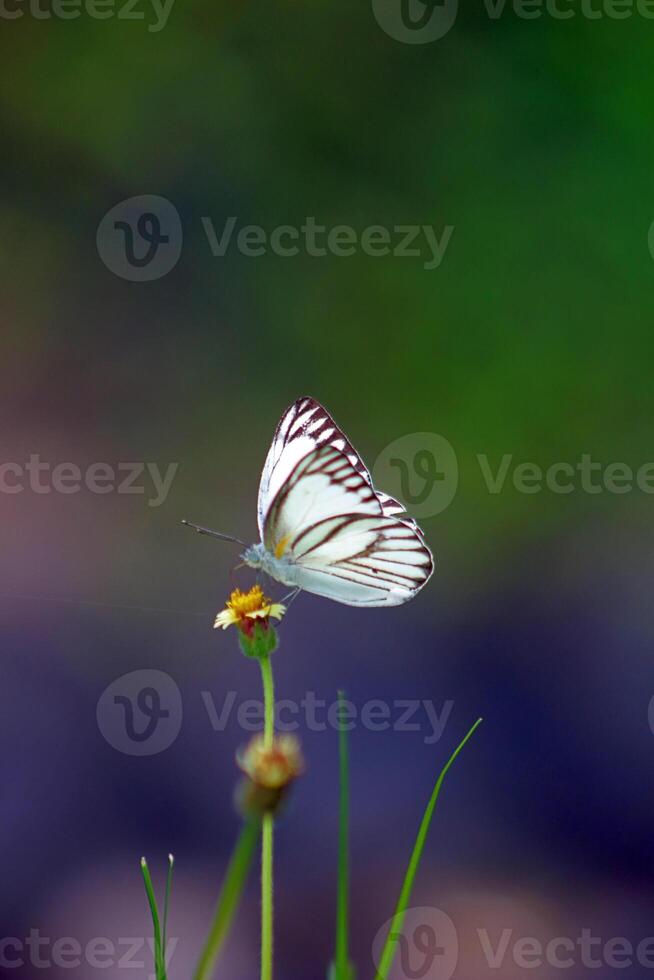Appias libythea perches on a flower bud, also known as the striped albatross, a small butterfly found in south and southeast Asia photo