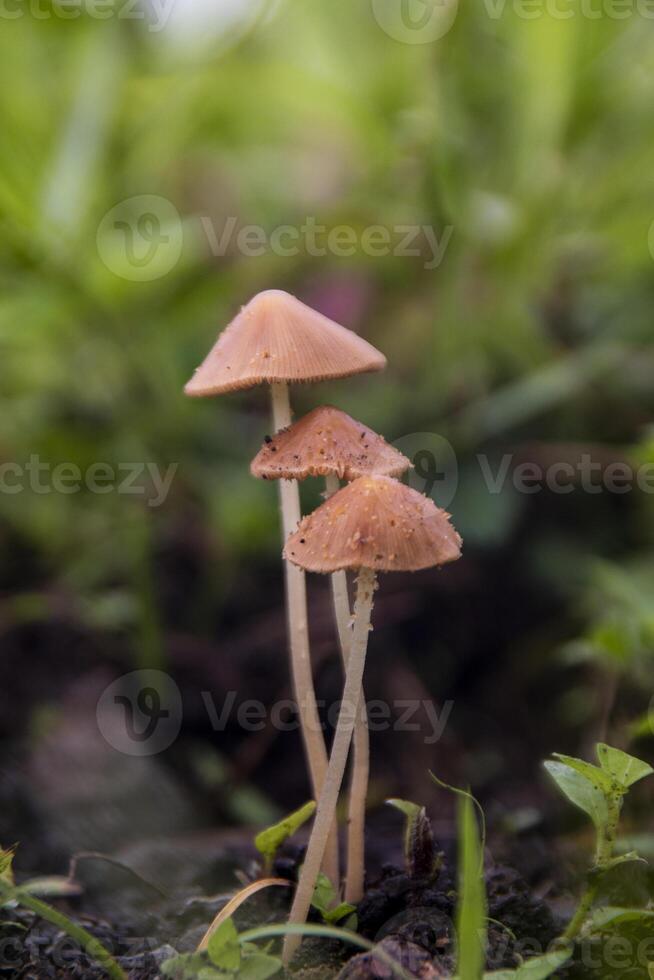 Macrophotography of three mushrooms thin cap and white or yellowish white hollow stem photo