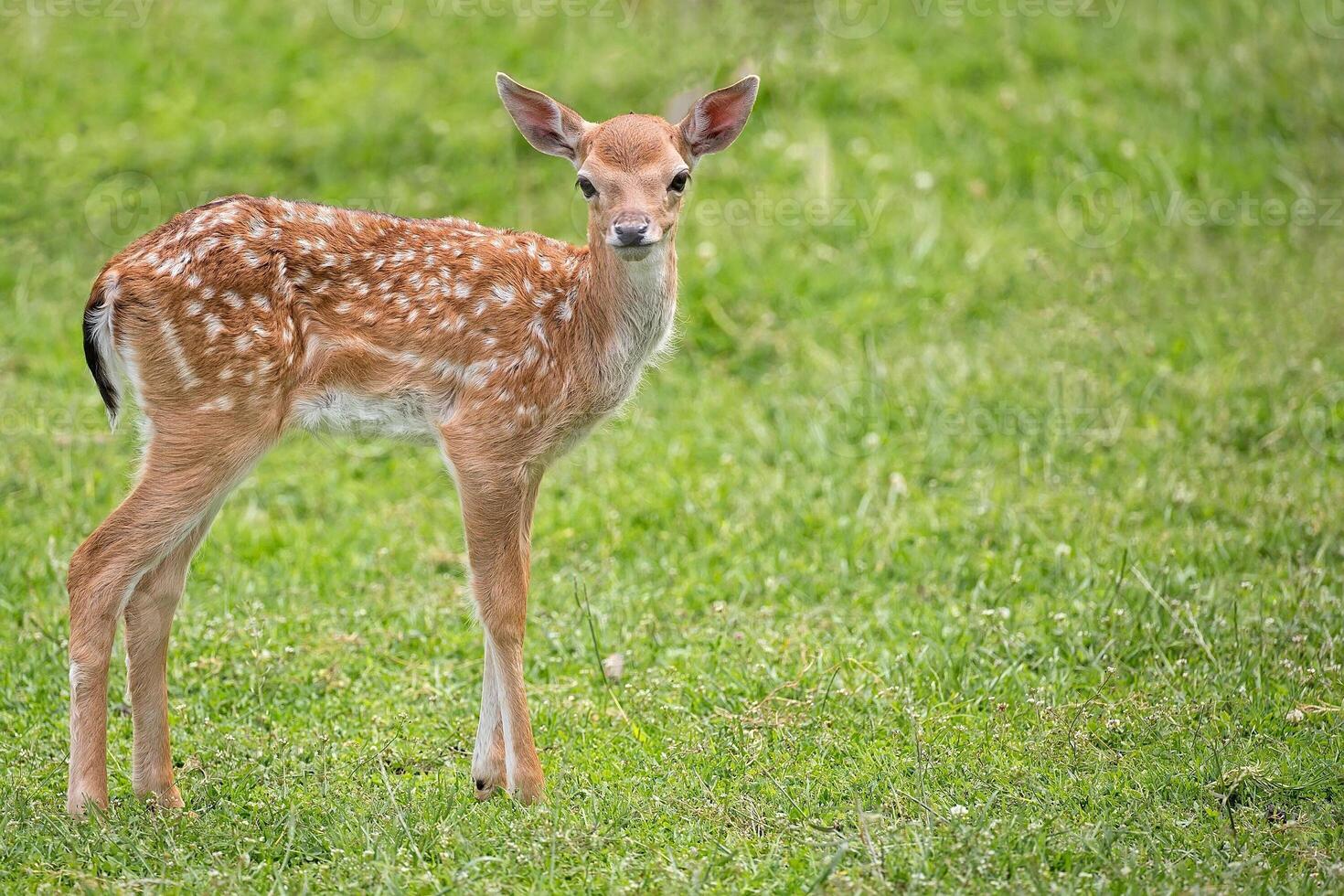 Young fallow deer in a clearing photo