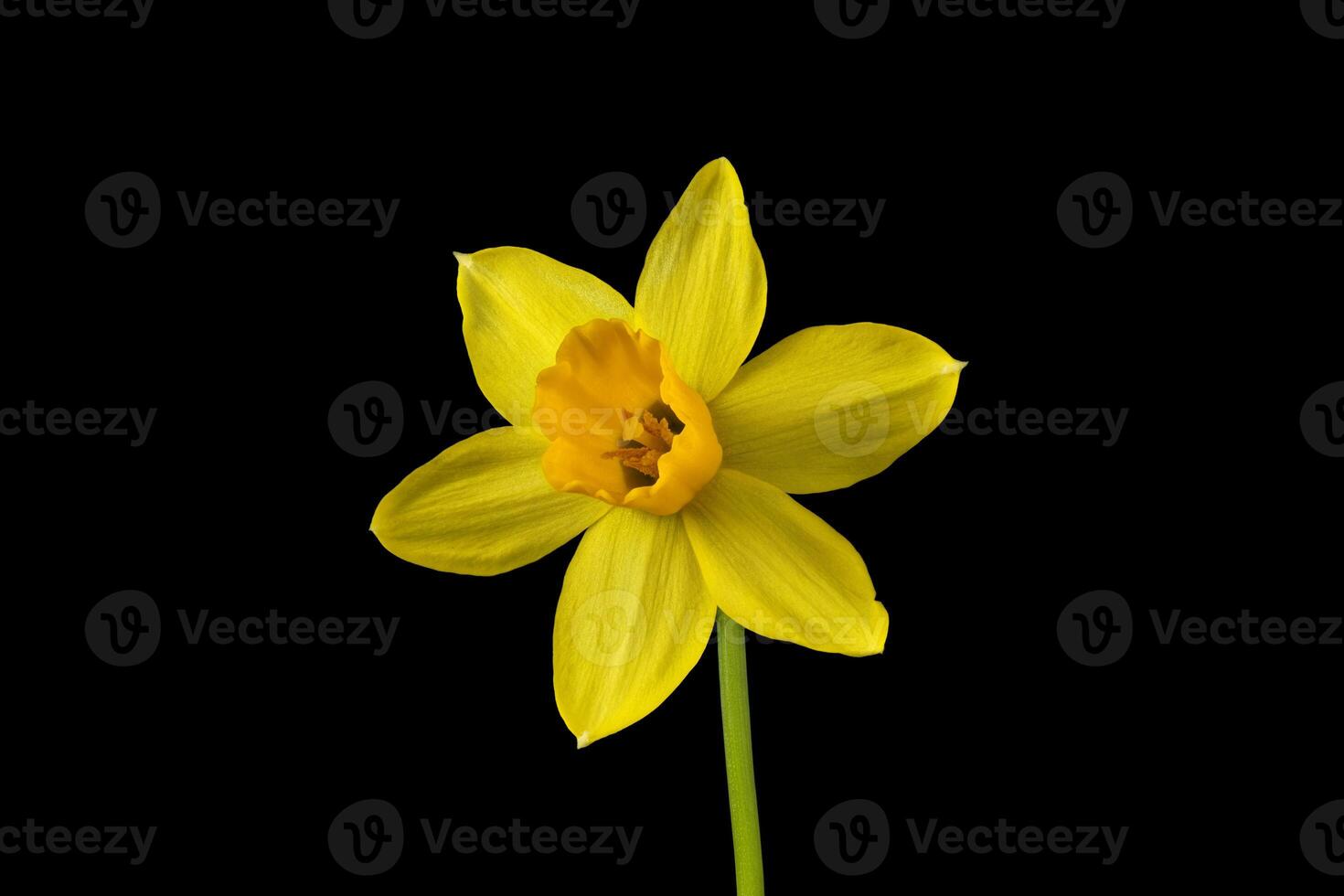yellow Daffodil flower macro image photo