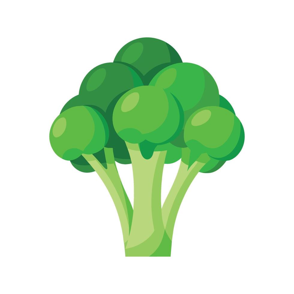 Savory Steamed Broccoli Florets for Healthy Eating vector