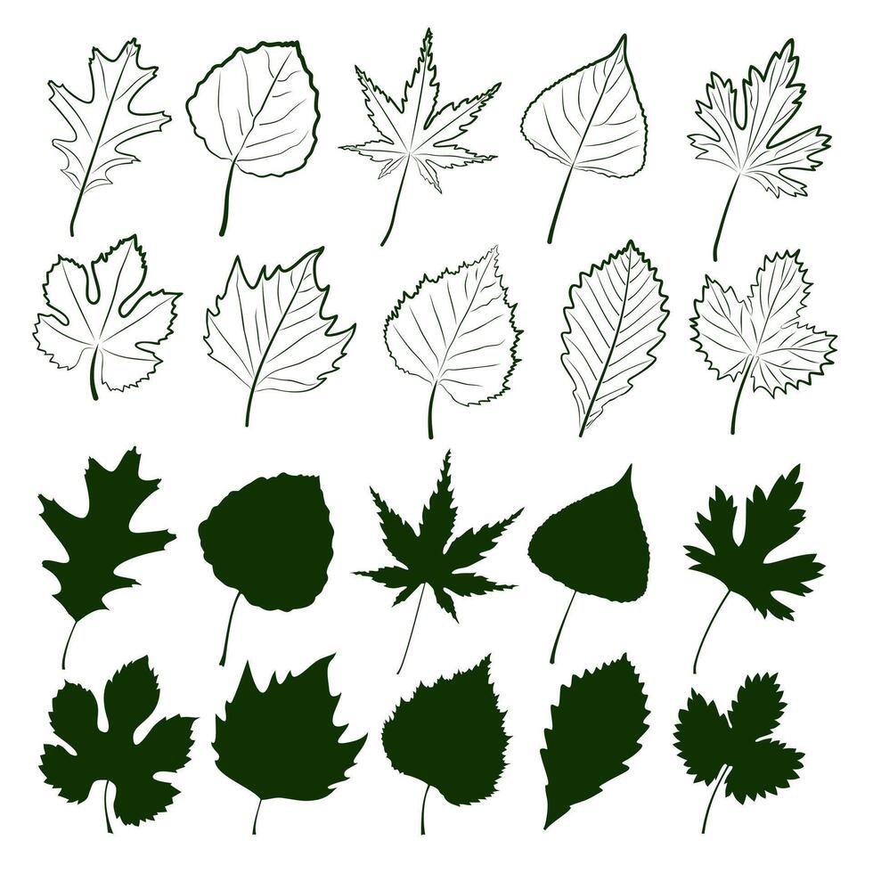 Set of tree leaves. vector