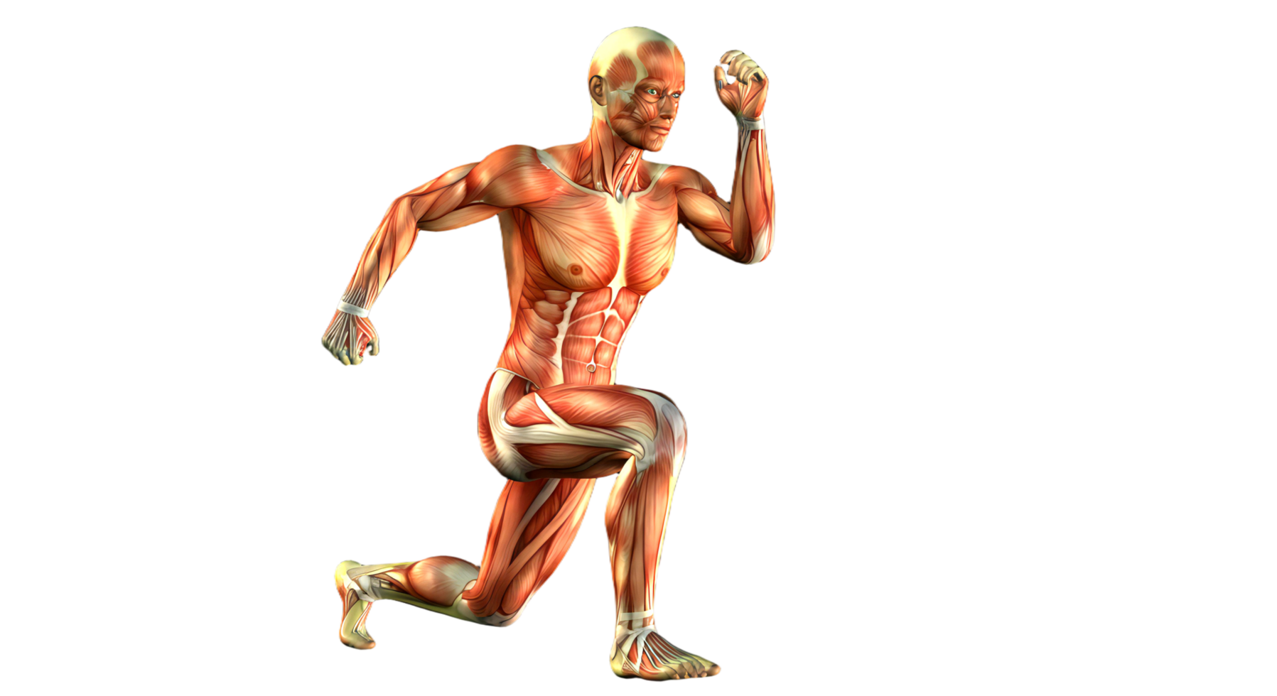 The muscles of a man are shown in this image png