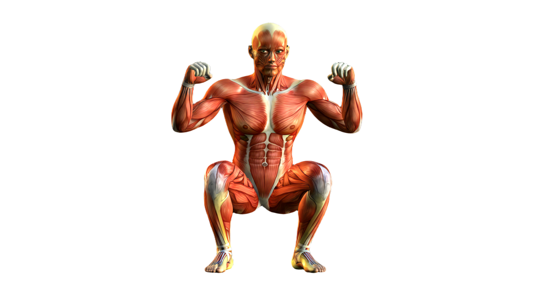 The muscles of a man are shown in this image png