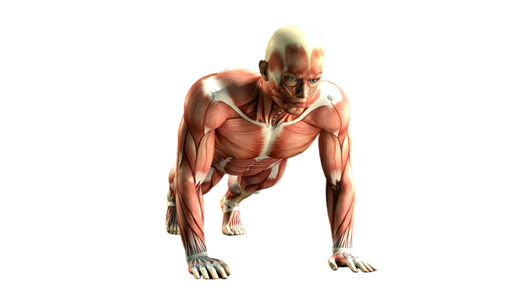 Muscles of the human body png