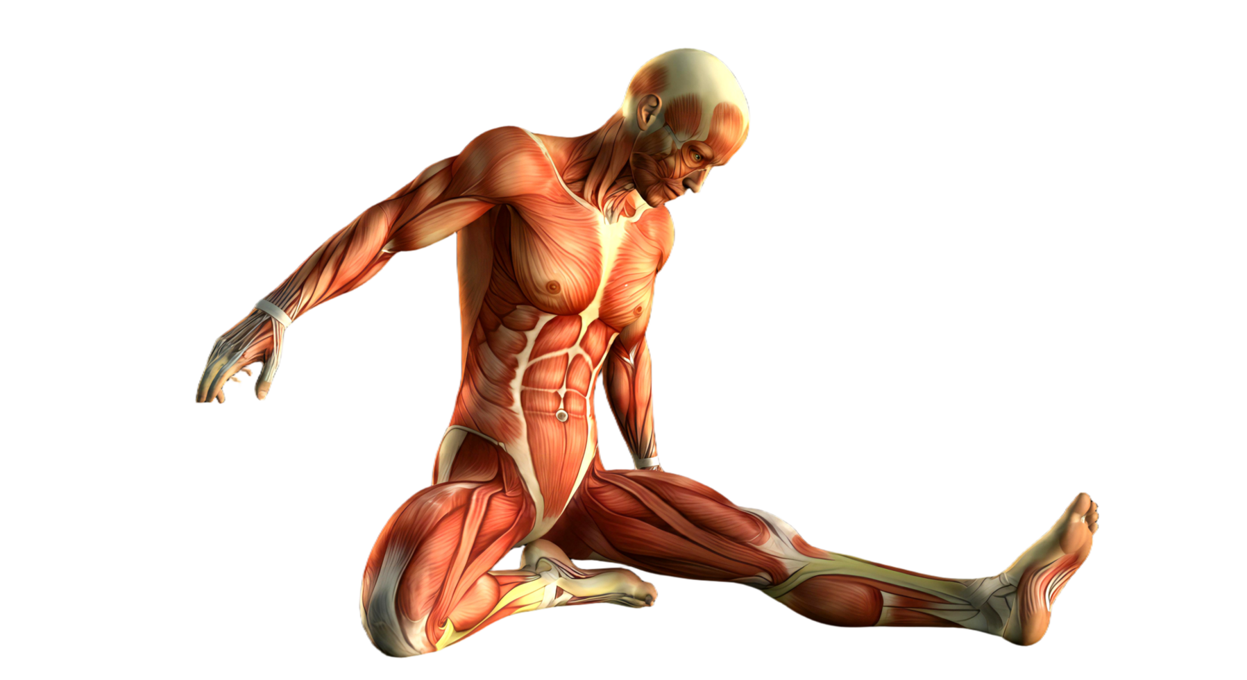 The muscles of the human body png