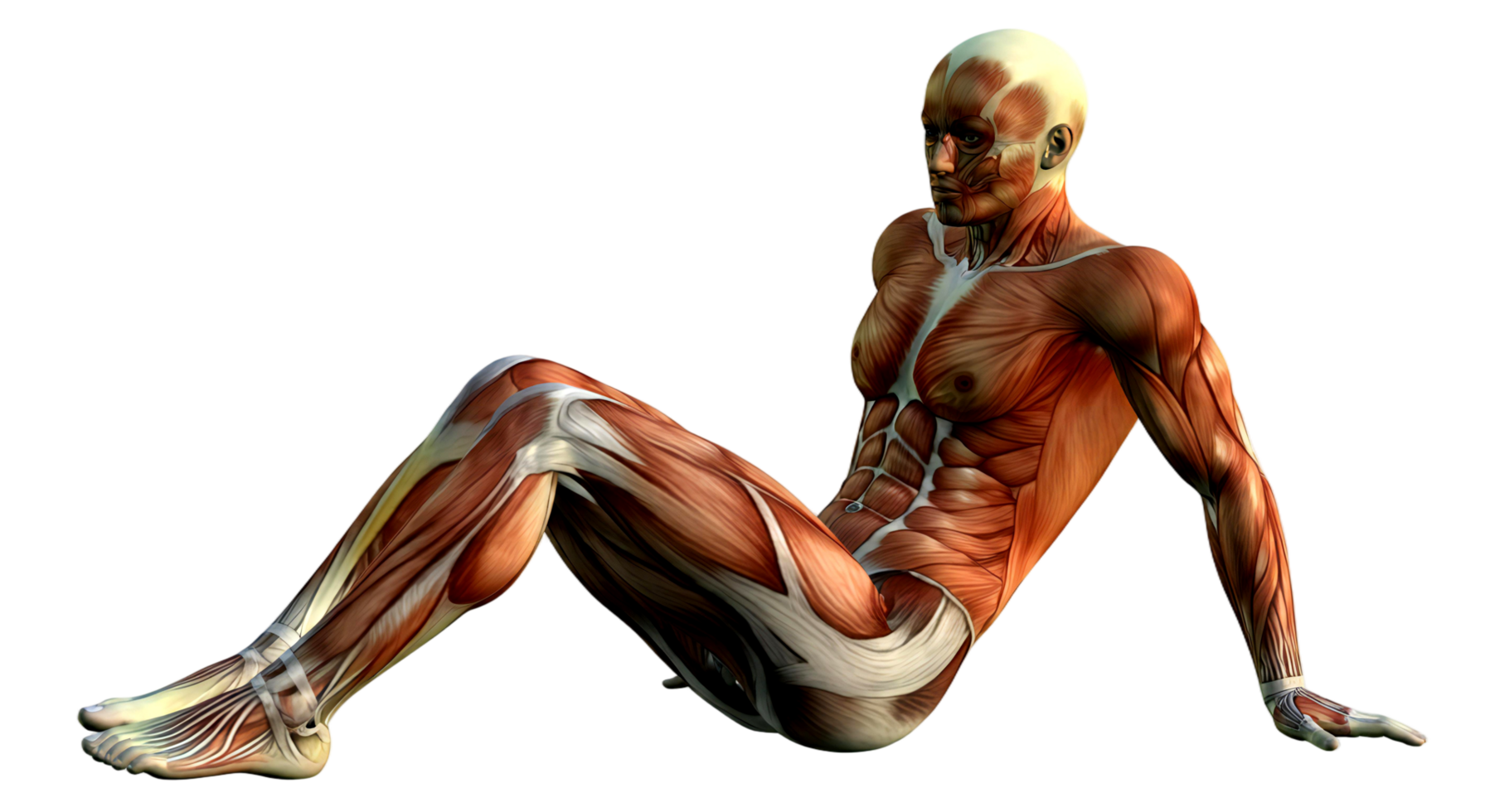 The muscles of the human body png
