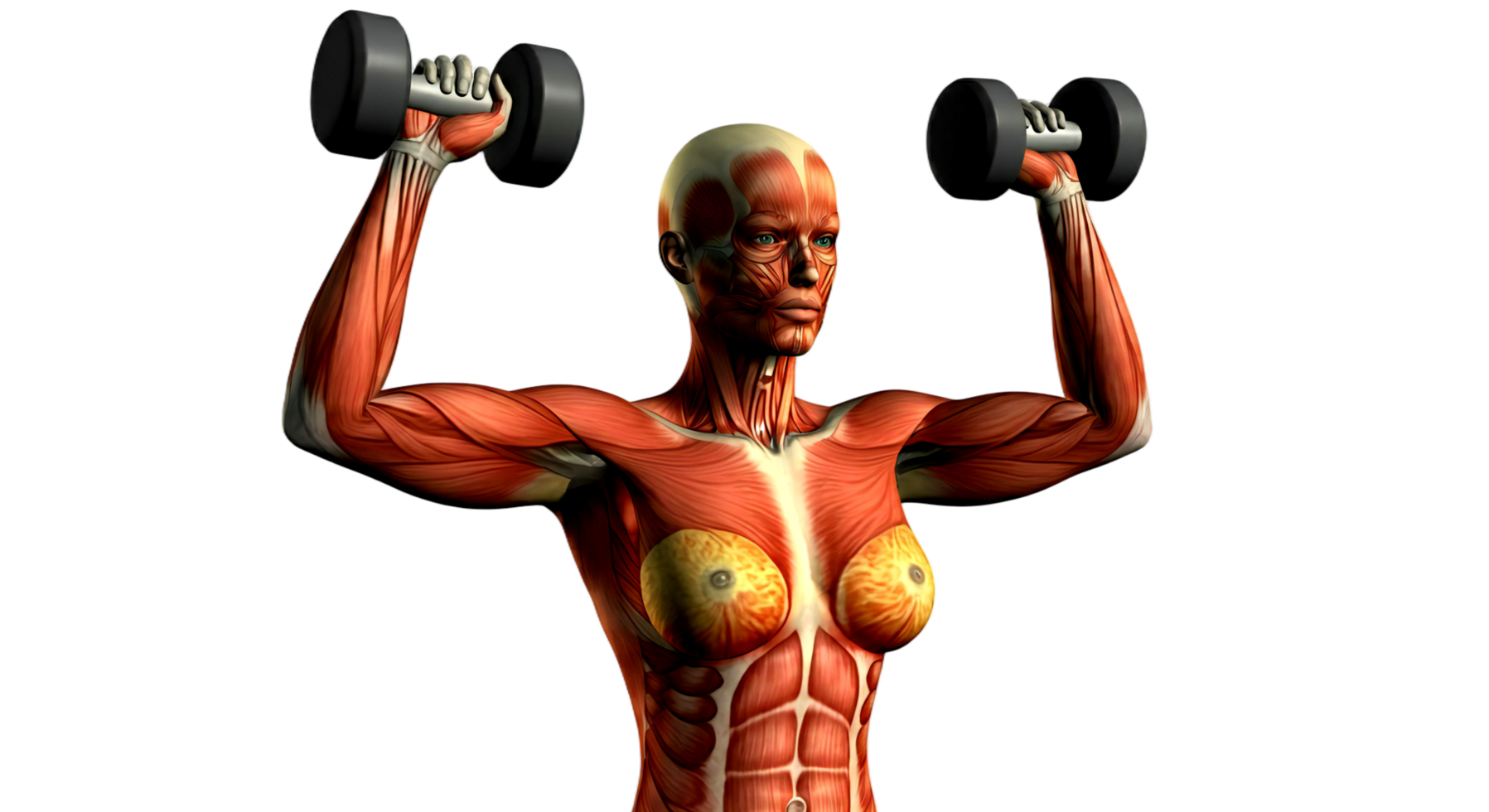 Muscles of the female body png