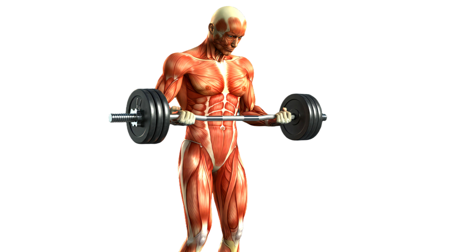 Muscles of the human body png