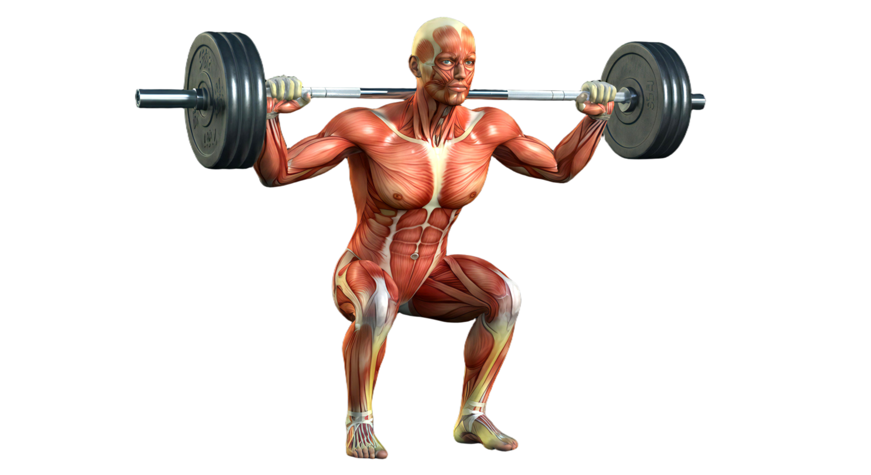 A man is squatting with a barbell png