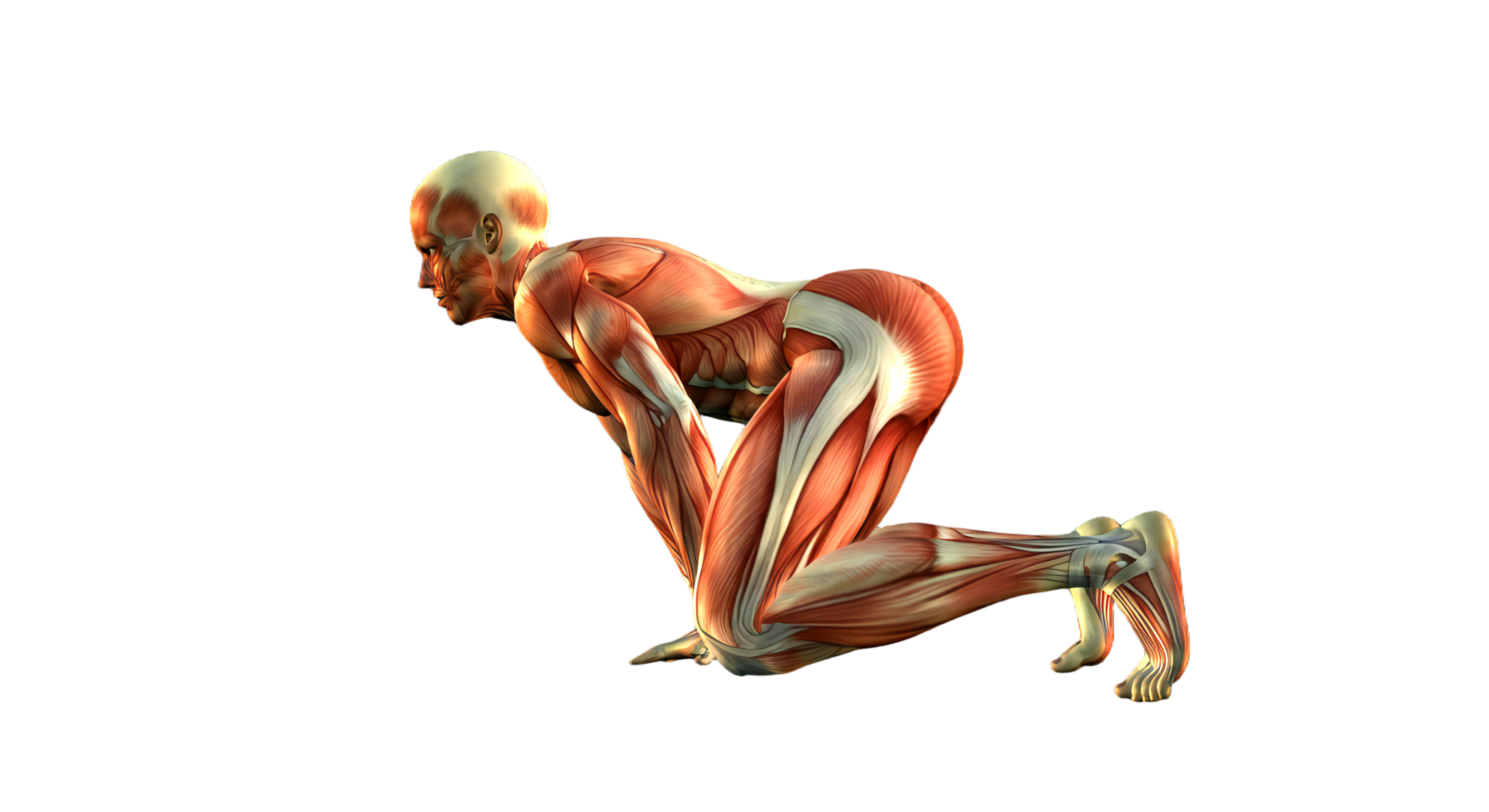 The muscles of a man are shown in this image png