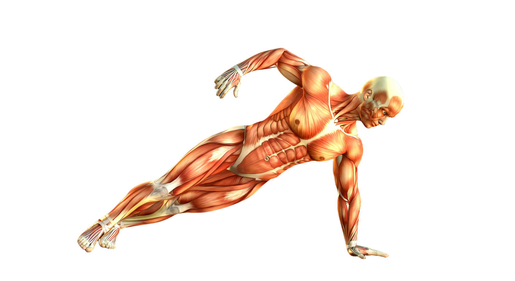 The muscles of a man are shown on a black background png