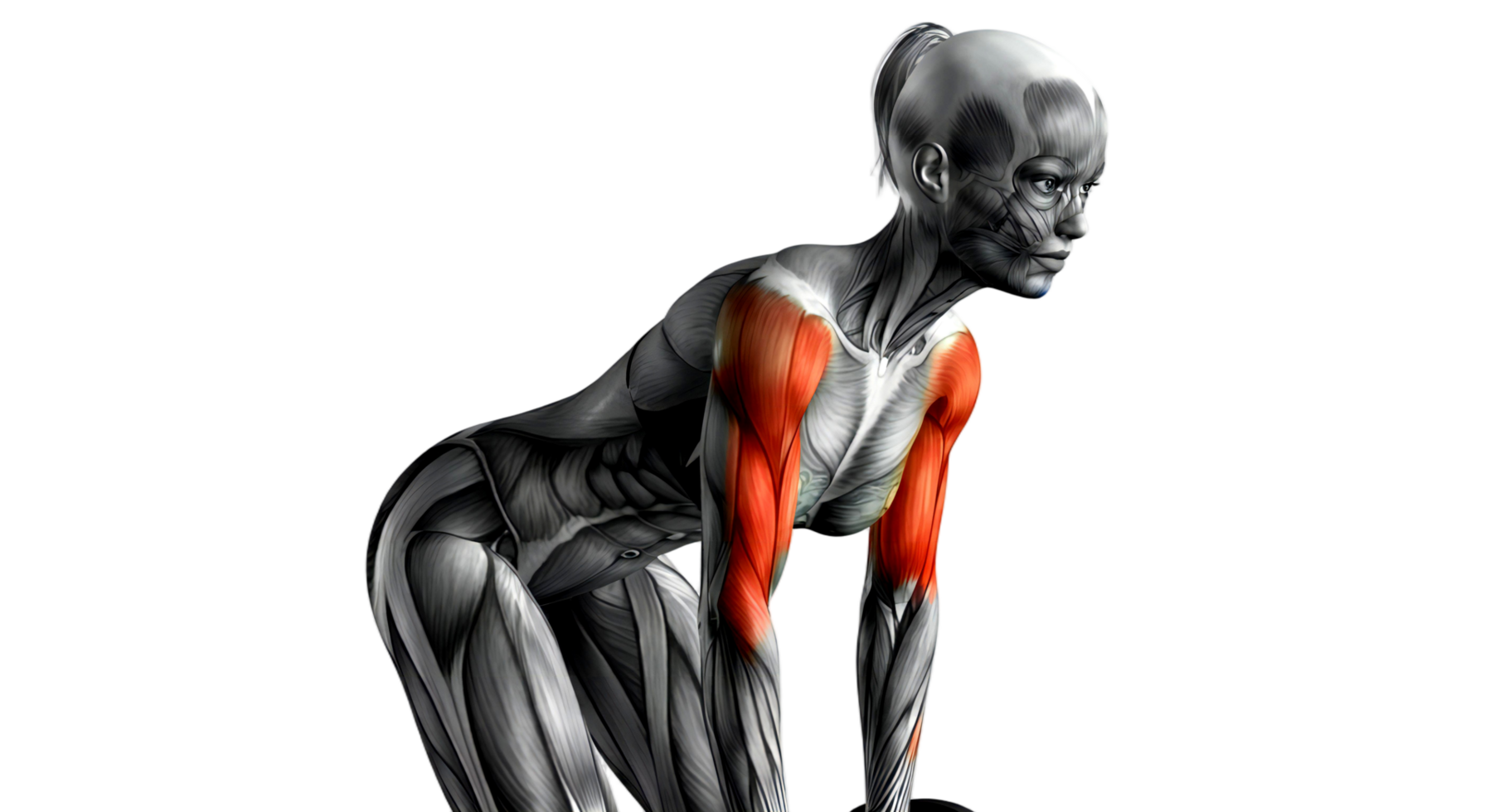 The muscles of the female body are shown in this image png