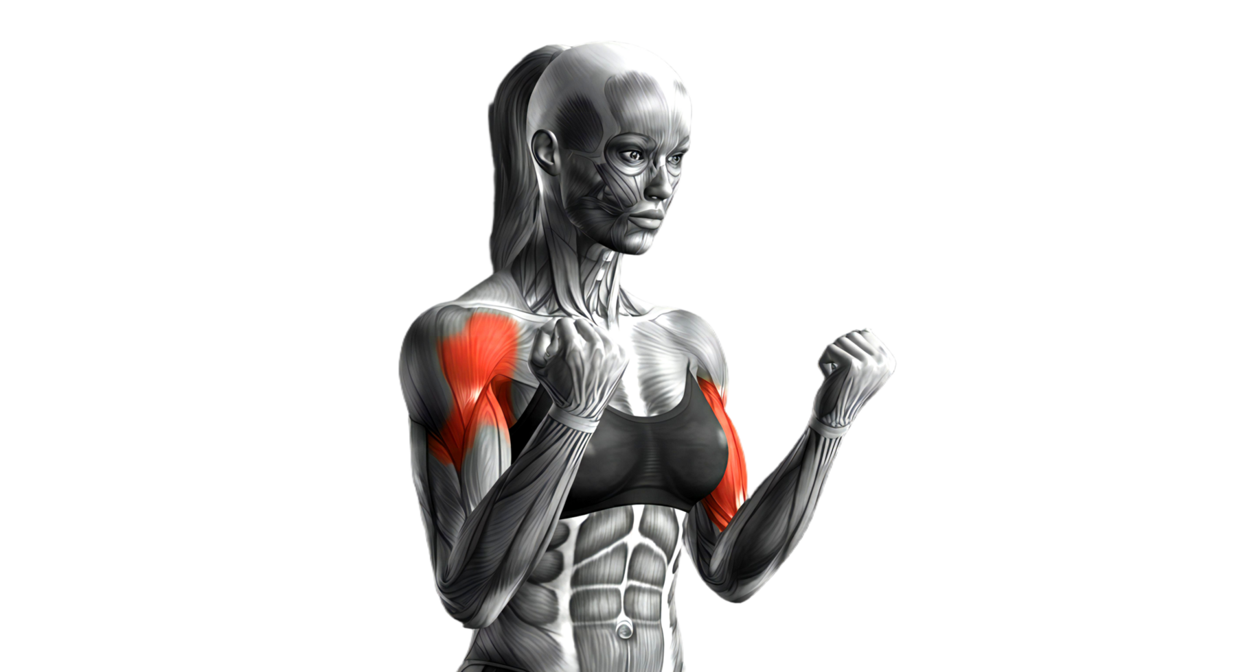 A female bodybuilder with red and white muscles png