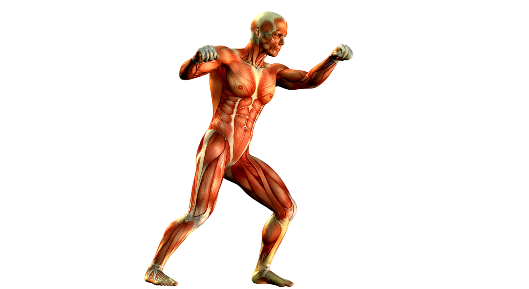 The muscles of a man are shown in this image png