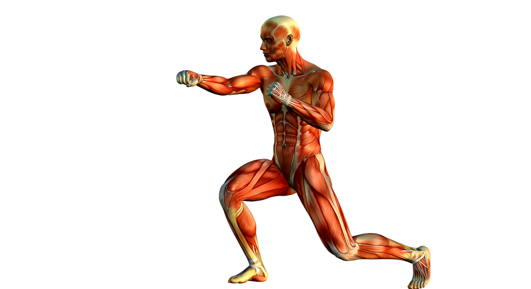 The human body is shown in a 3d model png