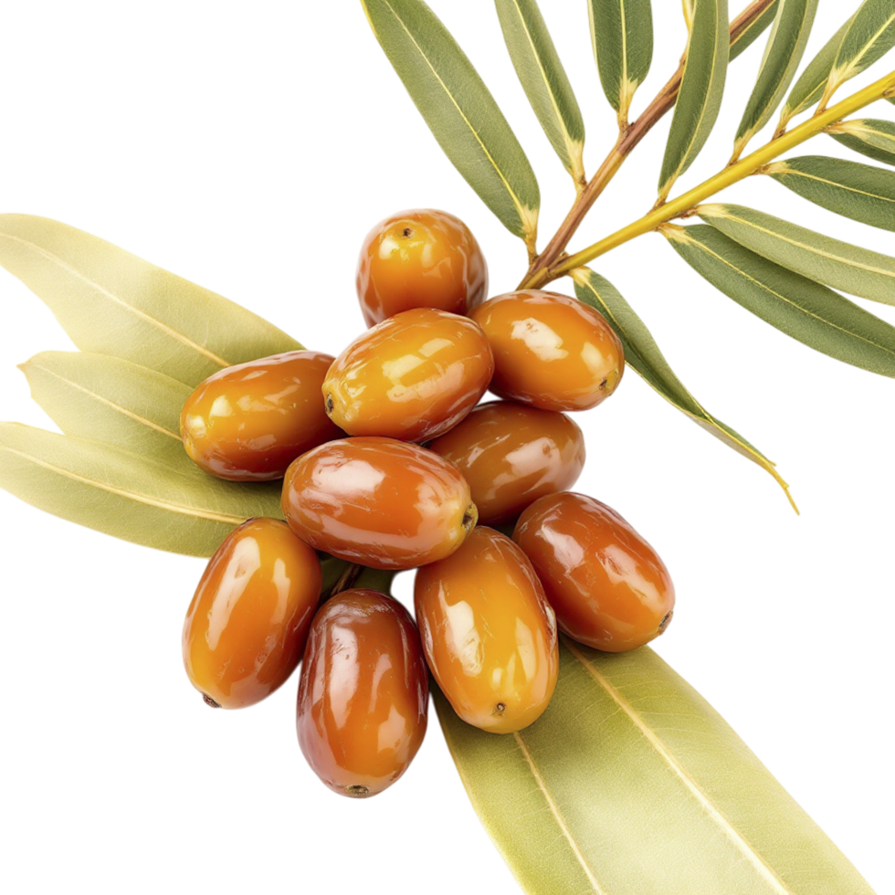 A bunch of ripe dates on a branch png