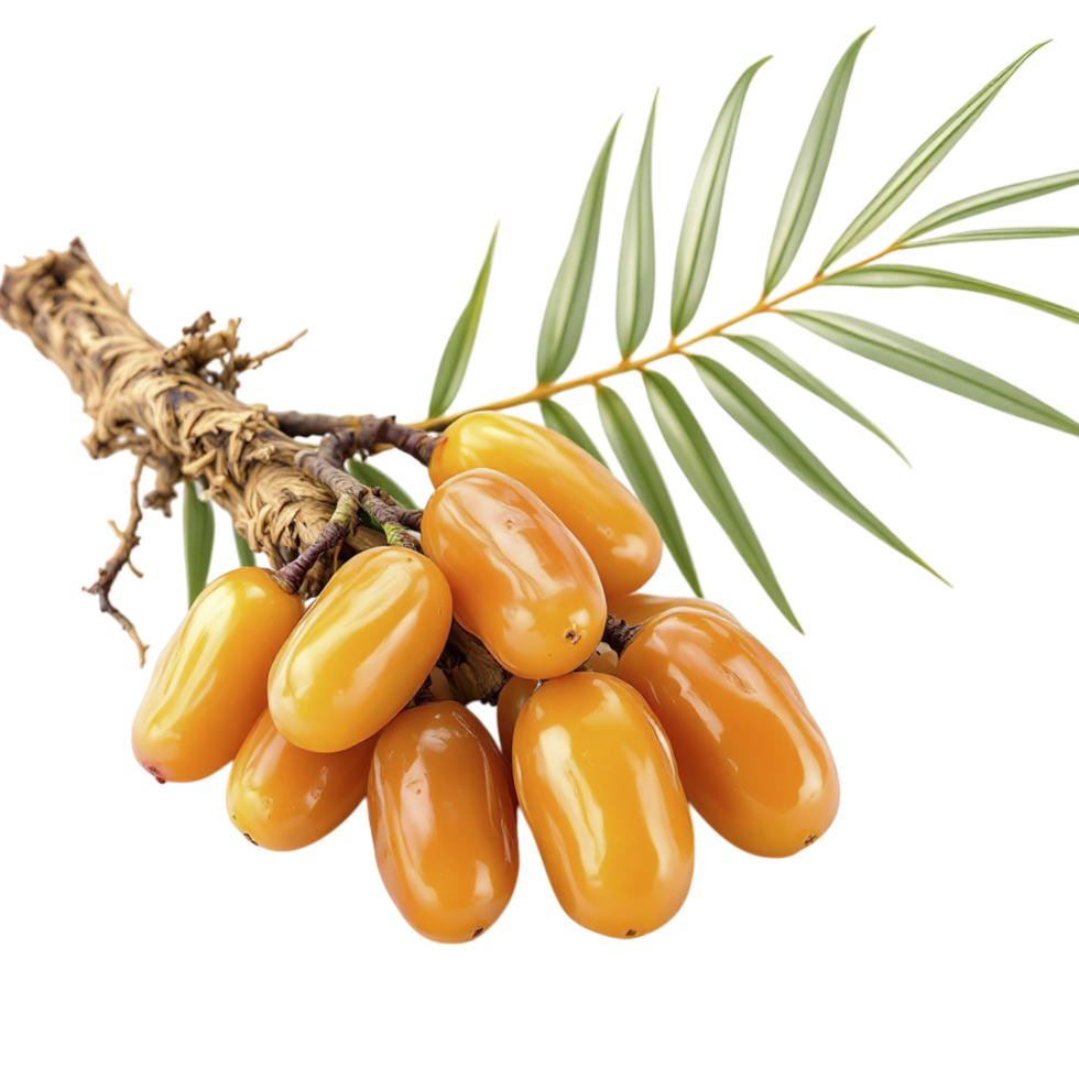 A bunch of ripe dates on a branch png