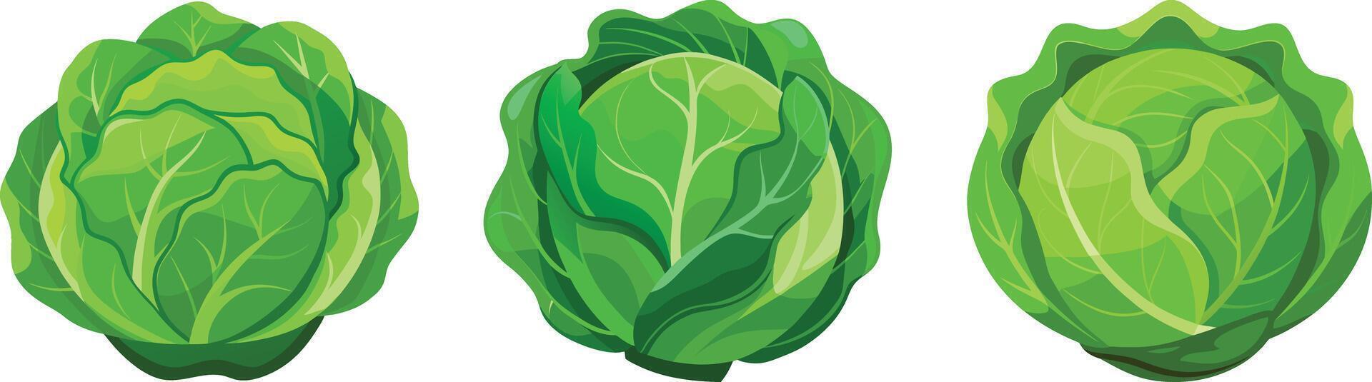 Three different types of lettuce on a white background vector