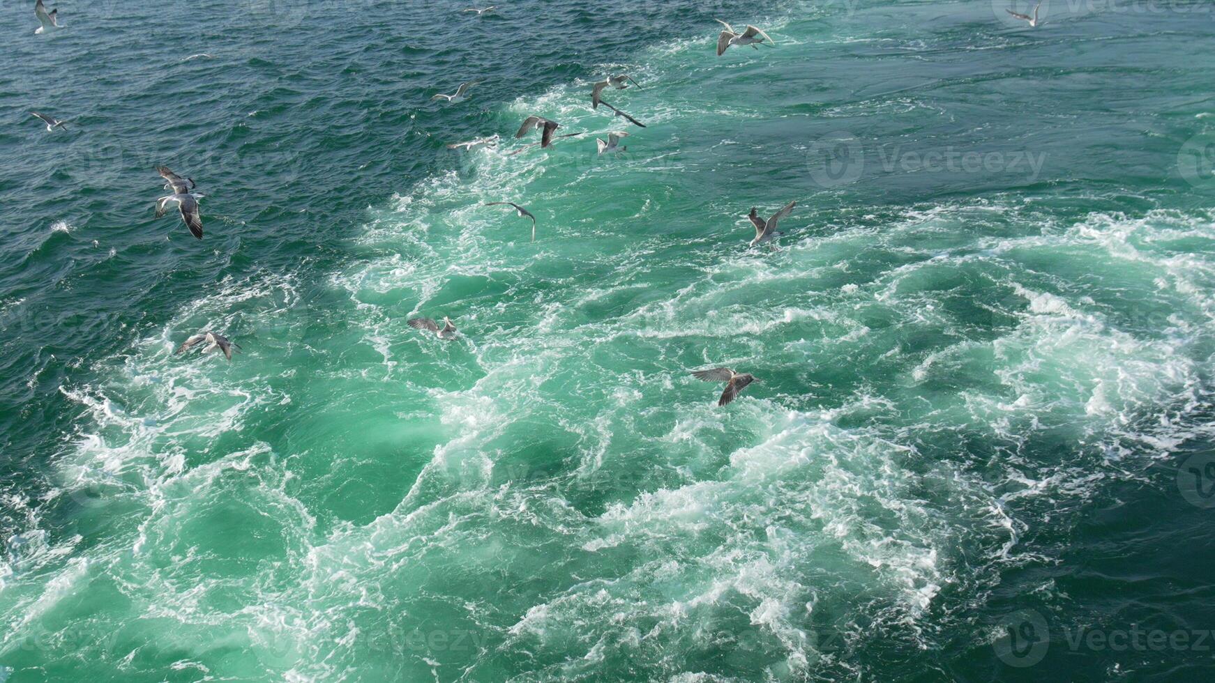 Seabirds, Ocean Waves, Aerial. Coastal birds foraging turbulent waters, dynamic scene. photo