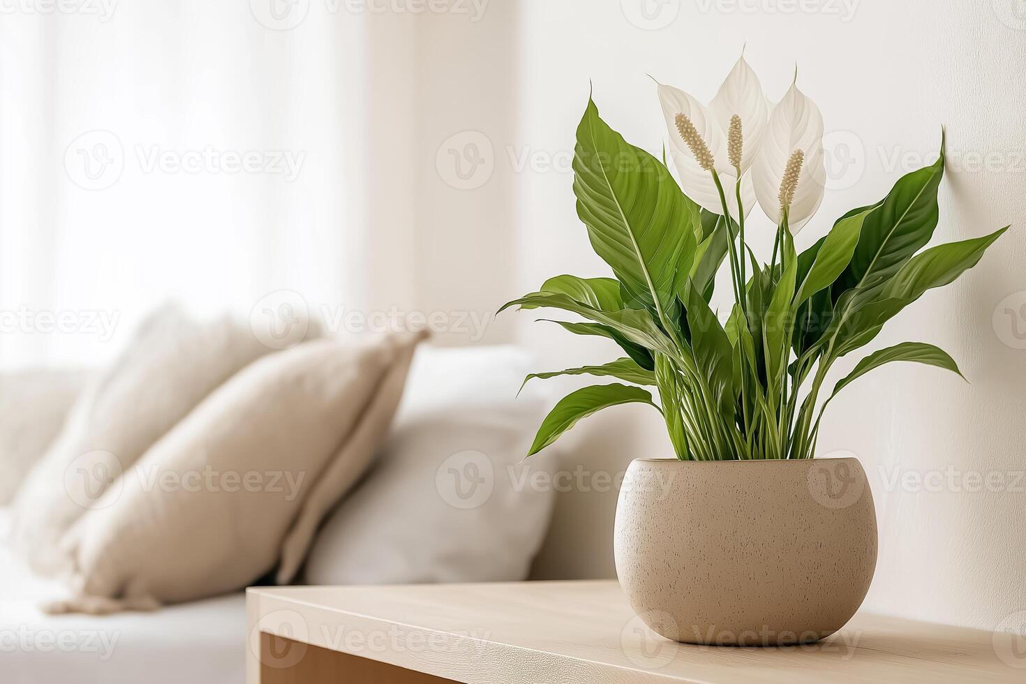 A peace lily plant is sitting on a table photo