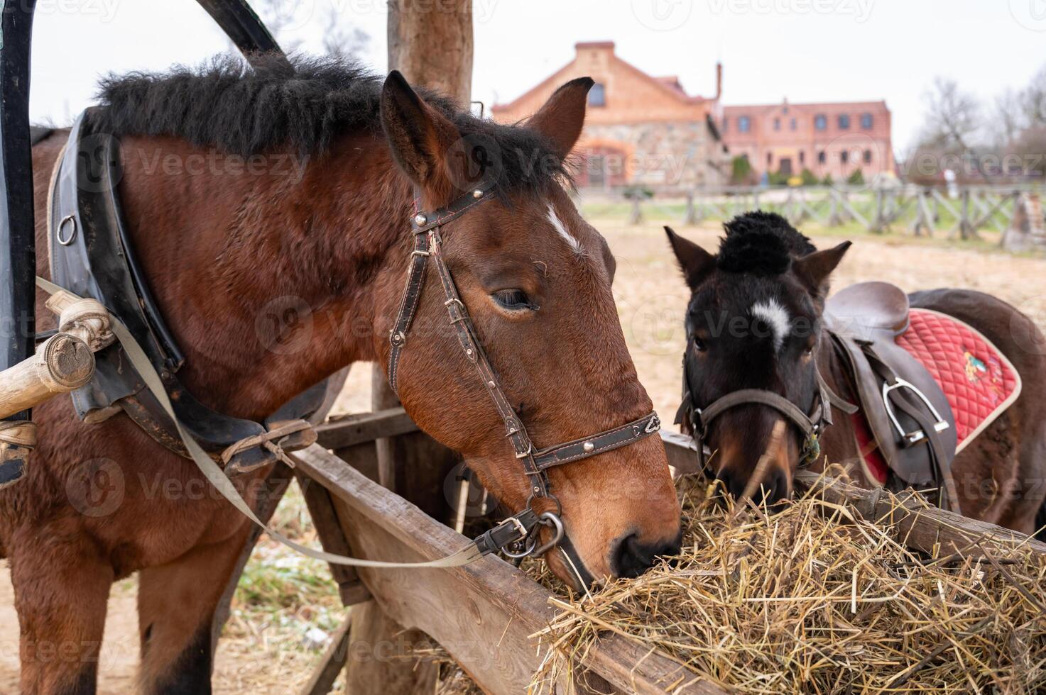 A horse eating hay photo