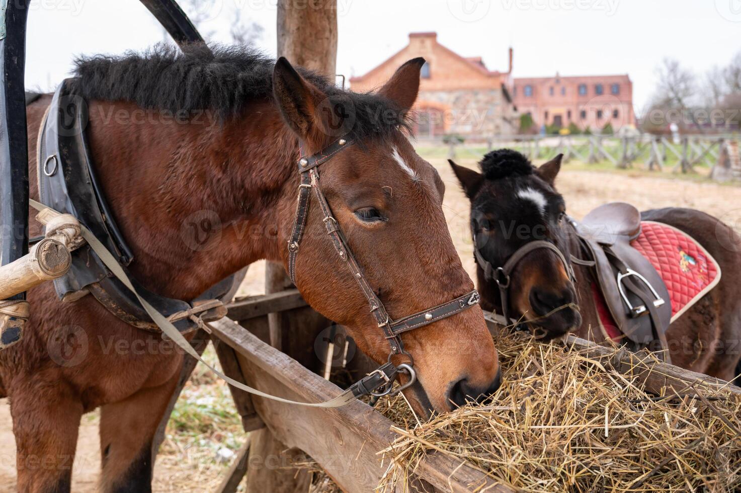 A horse eating hay photo