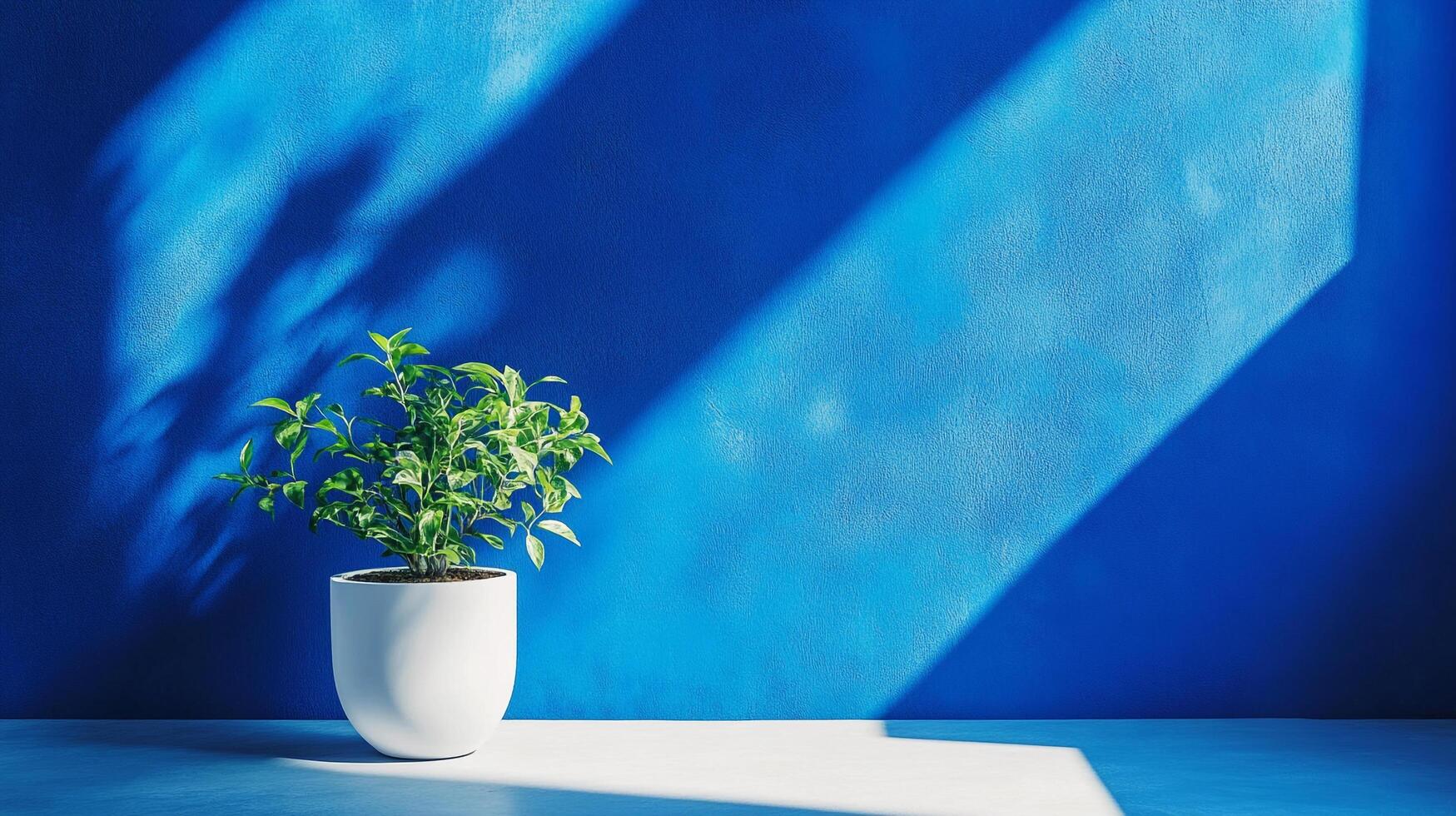 A vibrant blue wall sets a striking backdrop for a potted plant, bathed in sunlight casting geometric shadows, creating a serene indoor scene. photo