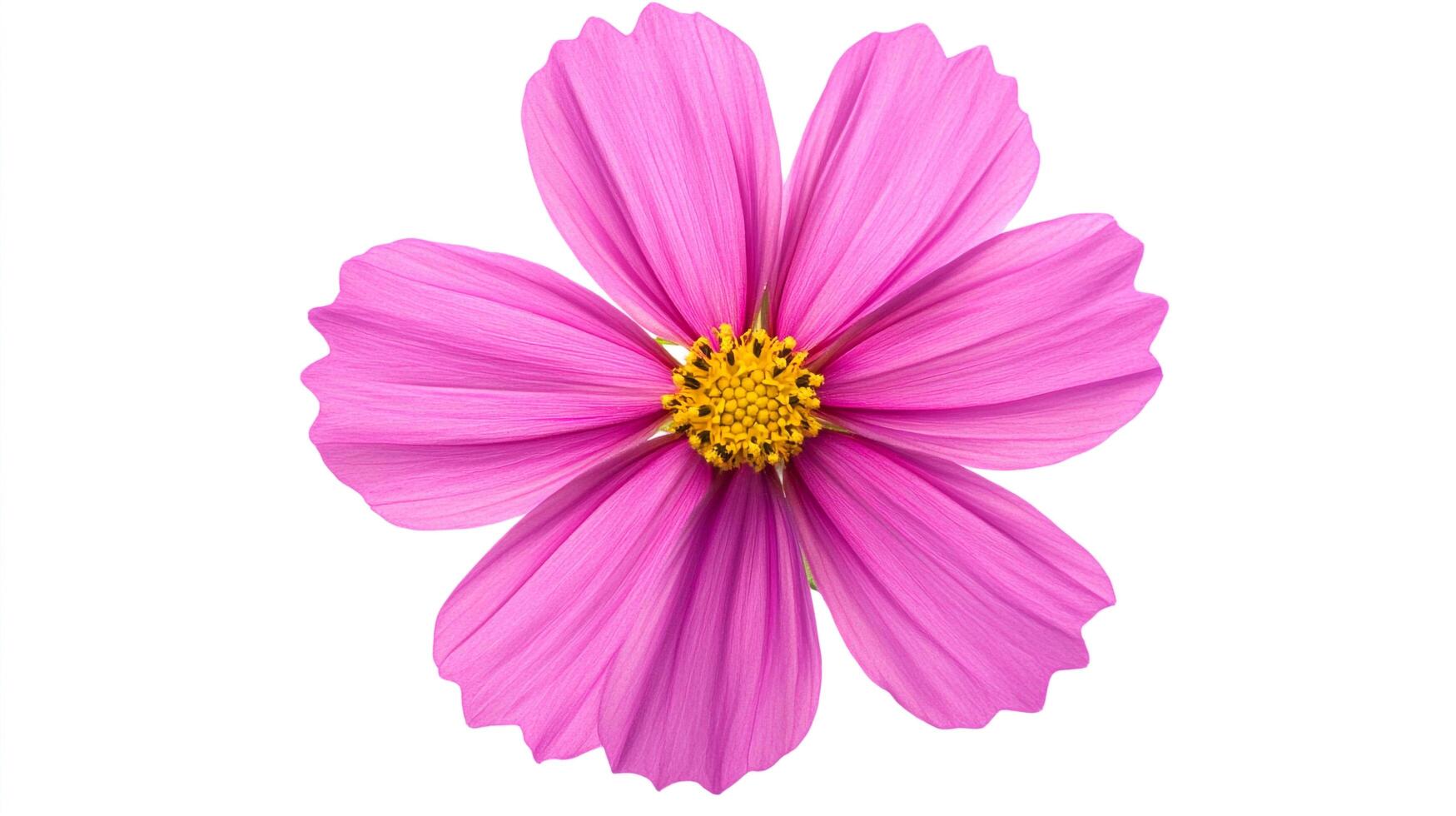 Single pink cosmos flower with a vibrant yellow center, gracefully isolated against a clean white background. Simple and elegant. photo