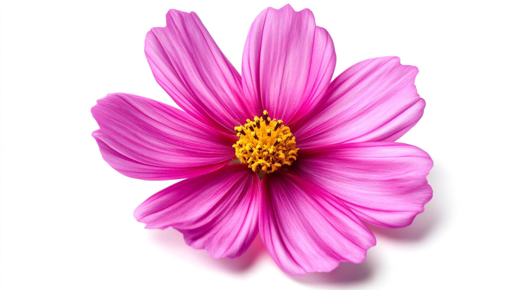 Radiant pink cosmos flower with a golden center, isolated on a pristine white backdrop, showcases nature's simple beauty and elegance. photo