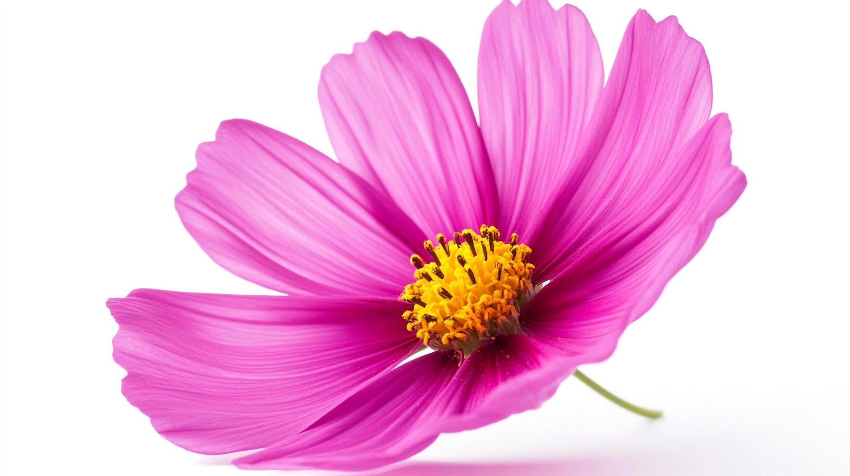 Vibrant pink flower with a bright yellow center, isolated on a white background, showcasing its delicate petals and simple beauty. photo