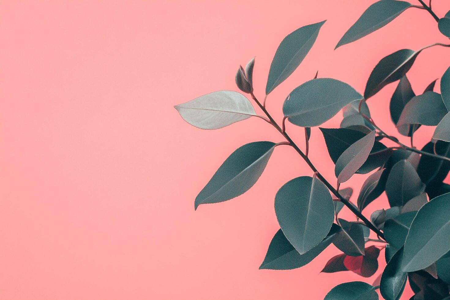 Green leaves against a pink background creates a visually appealing and calming nature photography piece. photo