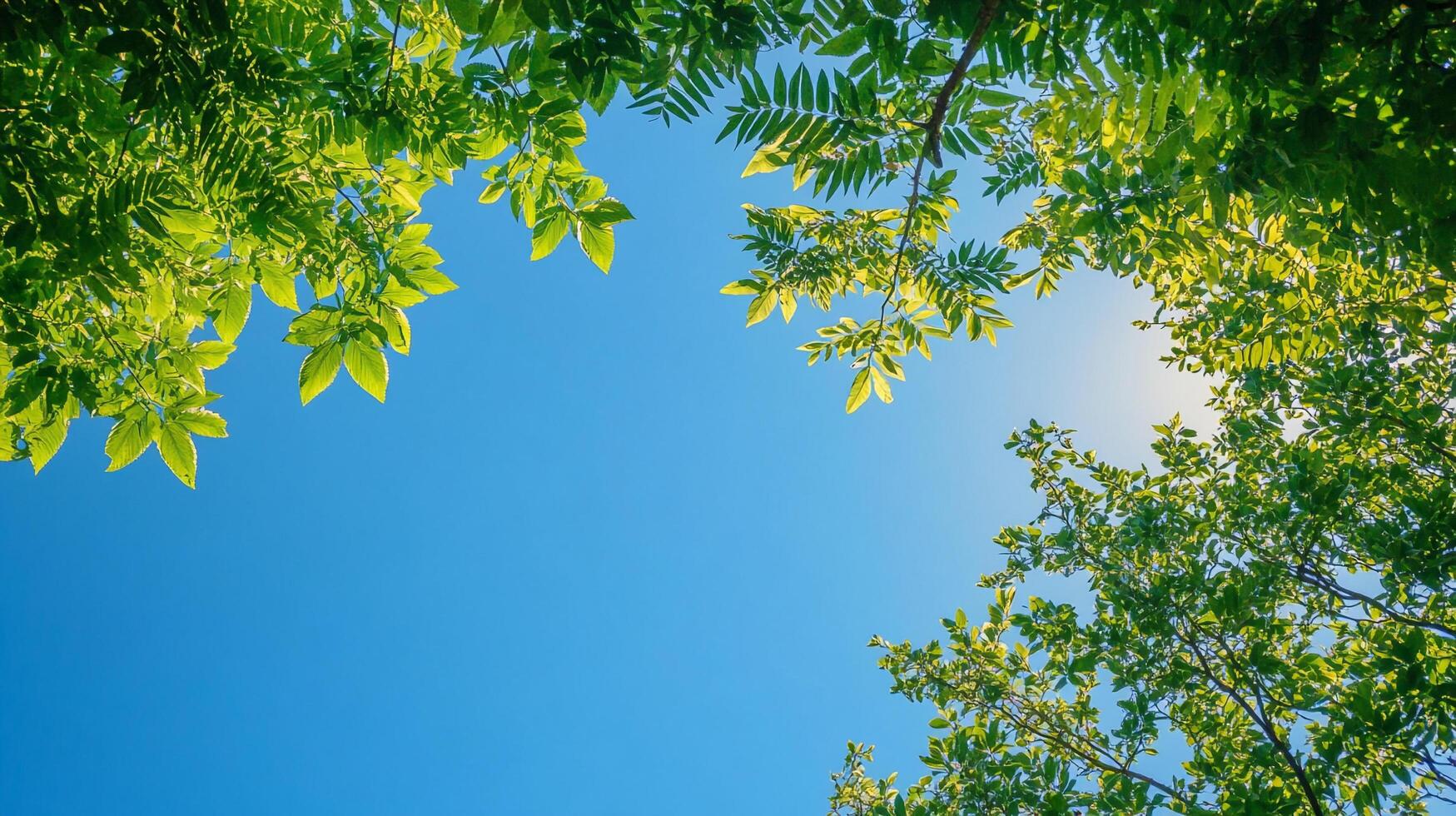 View looking up through tree canopy to a clear, bright blue sky on a sunny day with the sun peeking through the foliage. photo