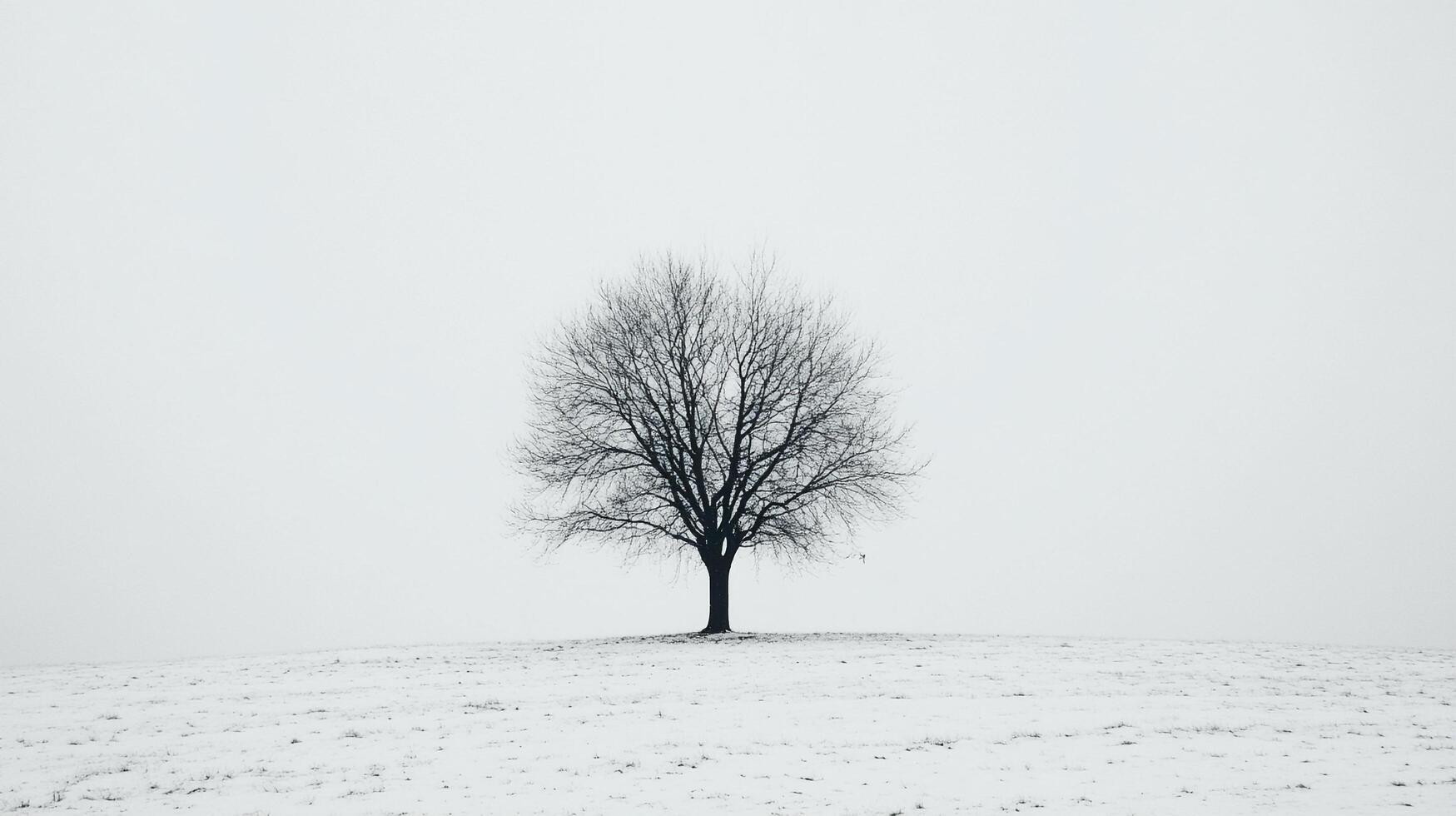 Solitary winter tree silhouette standing in a snow covered field. The stark landscape evokes a sense of quiet solitude and the cold winter. photo