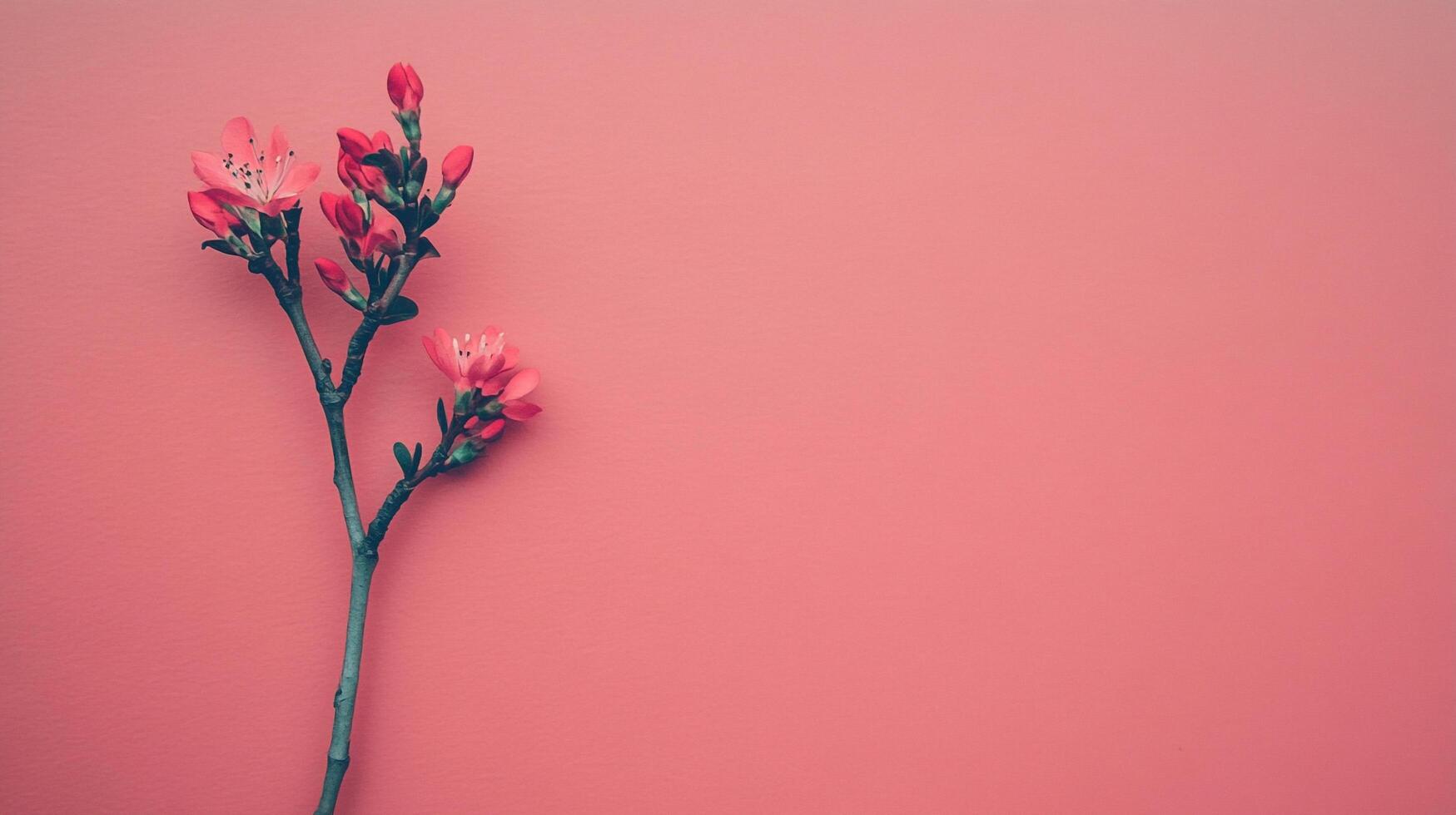 Delicate blooms on a slender branch, a splash of pink against a matching backdrop. Minimalist elegance in nature's artistry photo