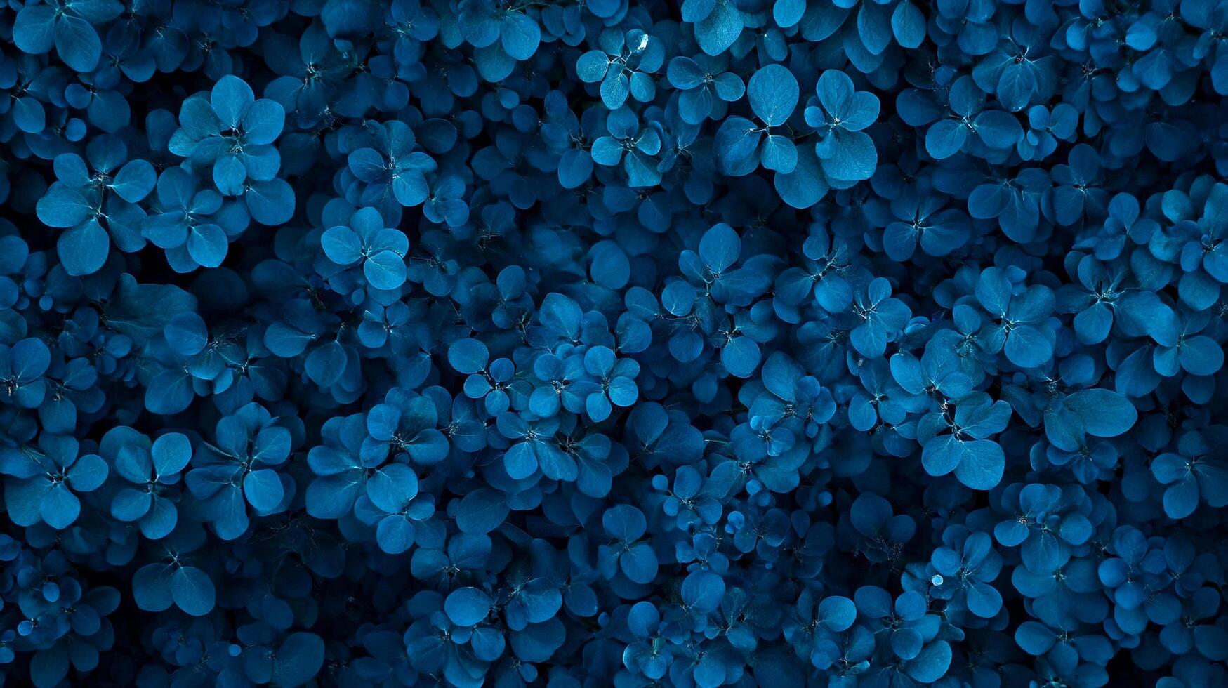 A dense spread of blue leaves creating a textured, natural surface. The overlapping foliage forms an interesting visual composition. photo