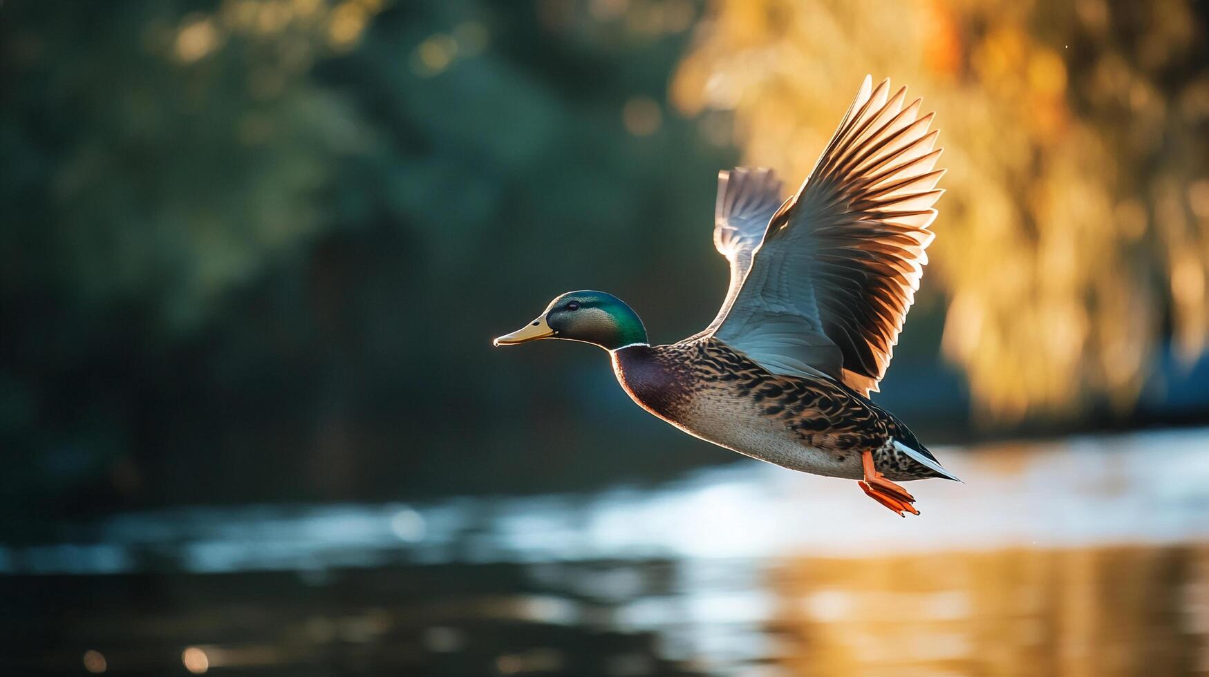 Mallard Duck soaring in the sky with vibrant colors against a soft, blurred background. Wildlife in flight, nature's elegance shines. photo