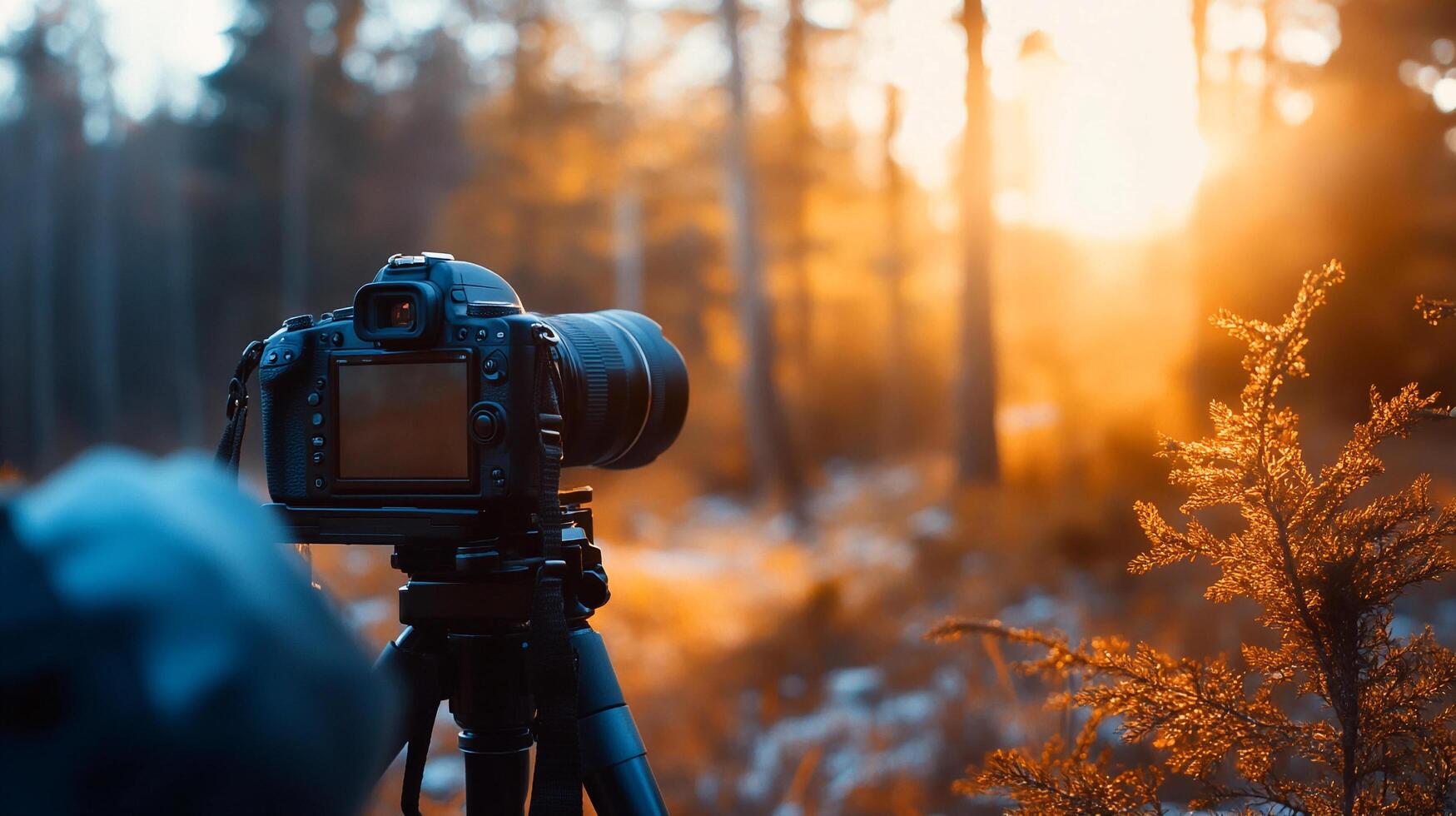 Camera on a tripod captures golden hour in serene forest, perfect for nature photography and landscape exploration on an adventure. photo