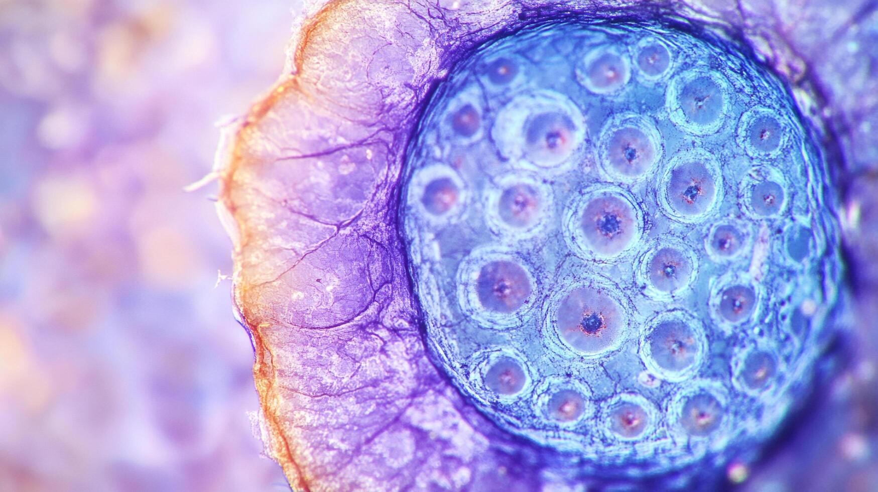 An abstract close-up of a cellular structure with a blue nucleus surrounded by a vibrant purple and lavender outer layer, science focus photo