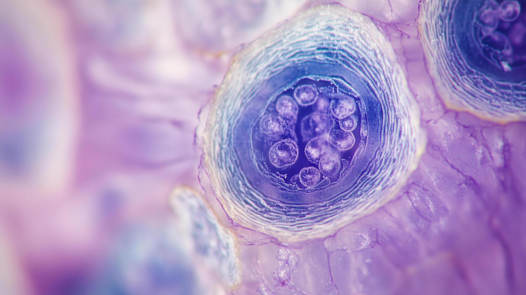 Microscopic cells, visualized with scientific imaging techniques, showcasing intricate cellular structures in blue and purple tones. photo