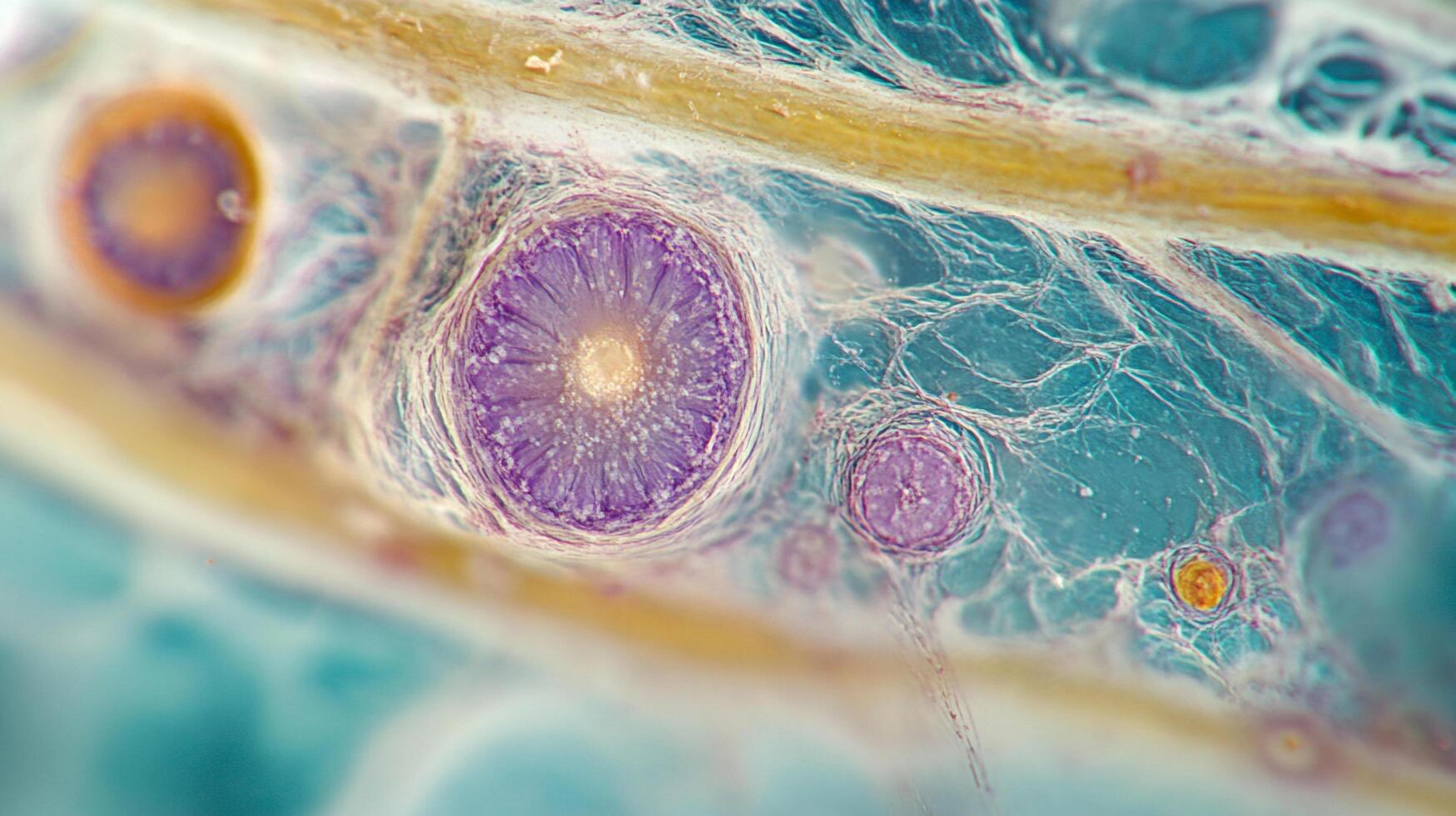 Microscopic view of cells showcasing their intricate structure and connection within biological tissues. photo