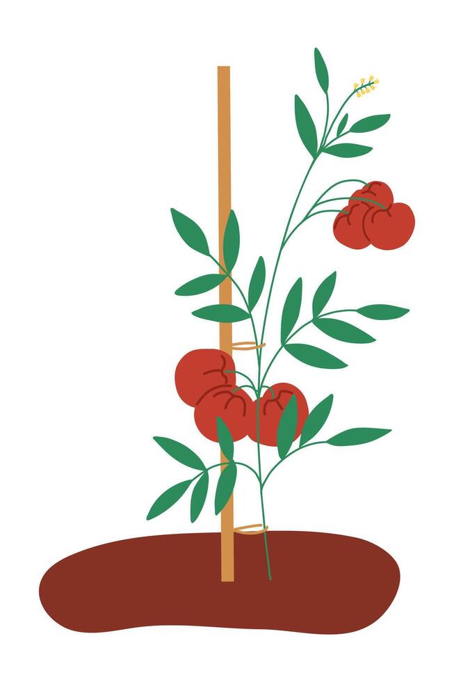 Young tomato plant with red fruits tied to a stick. vector