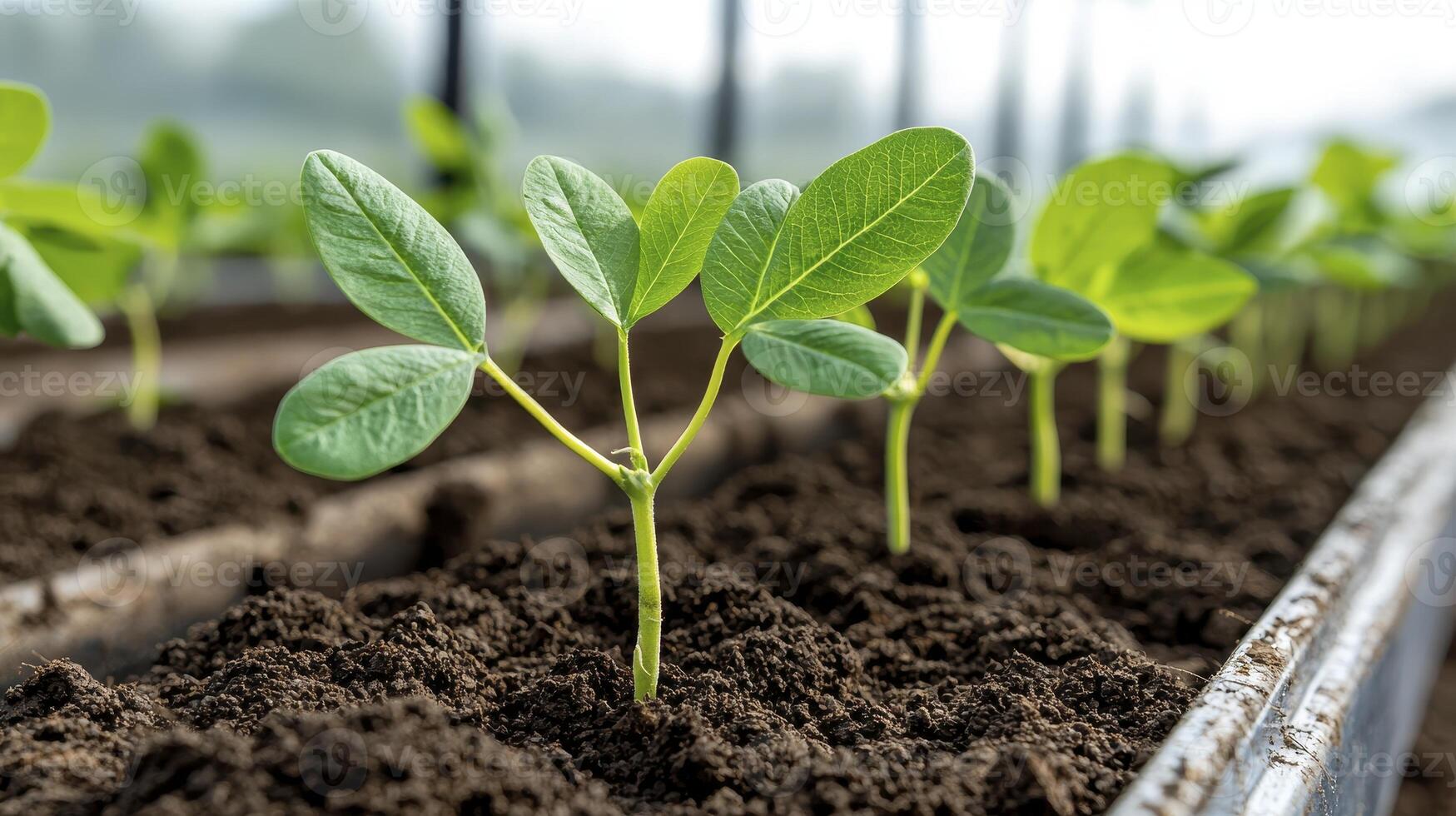 Captivating Close-Up of Emerging Plant Seedlings A Visual Exploration of Growth, Germination, and the Beauty of New Life, Perfect for Illustrating Concepts of Agriculture, Horticulture, and photo