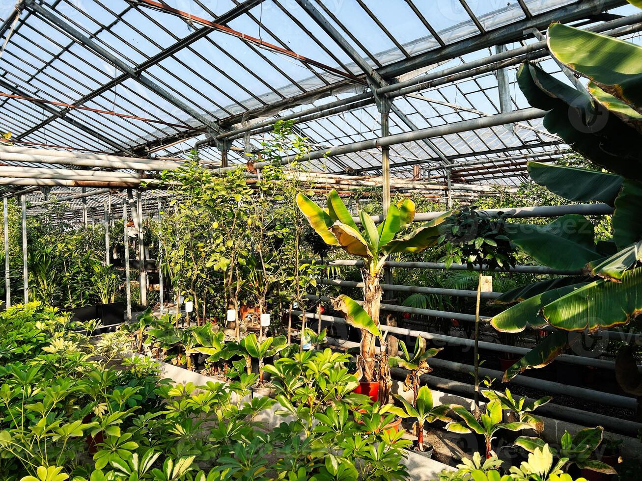 Lush green plants growing inside a large greenhouse with natural sunlight. photo