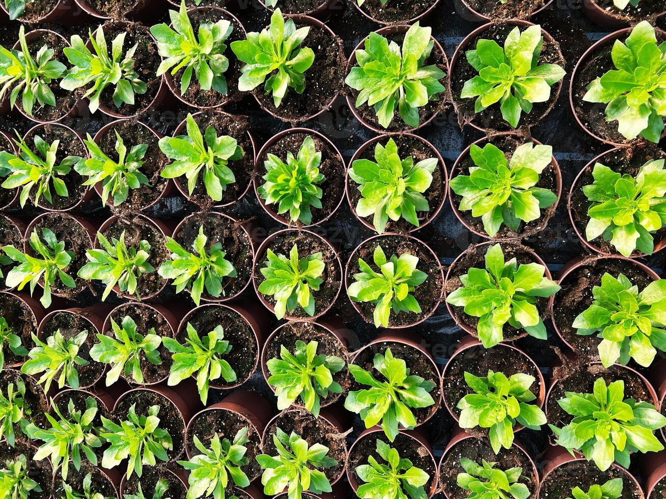 Rows of vibrant green plants in small pots arranged neatly in a greenhouse photo