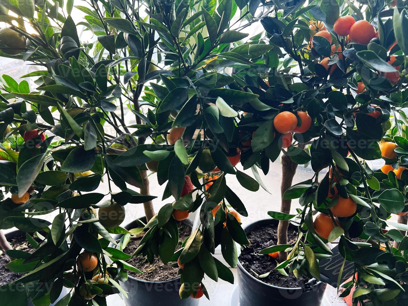 Vibrant potted fruit trees with ripe oranges displayed indoors near a window photo