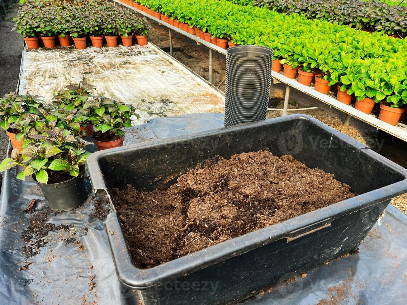 Planting preparation with soil and pots in a greenhouse environment photo