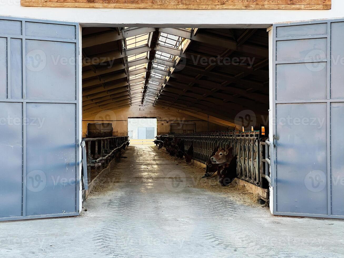 Interior view of a modern barn with cows in feeding stalls photo